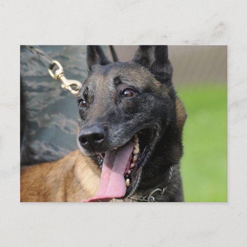 Smiling Belgian Malinois Dog Postcard