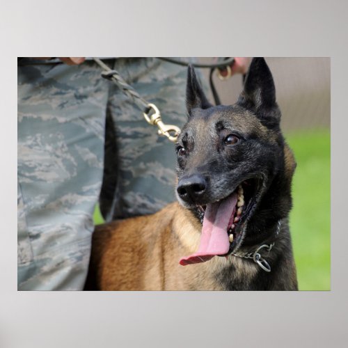 Smiling Belgian Malinois Dog Poster