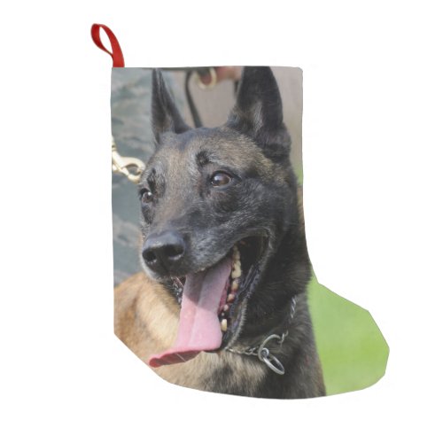 Smiling Belgian Malinois Dog Small Christmas Stocking