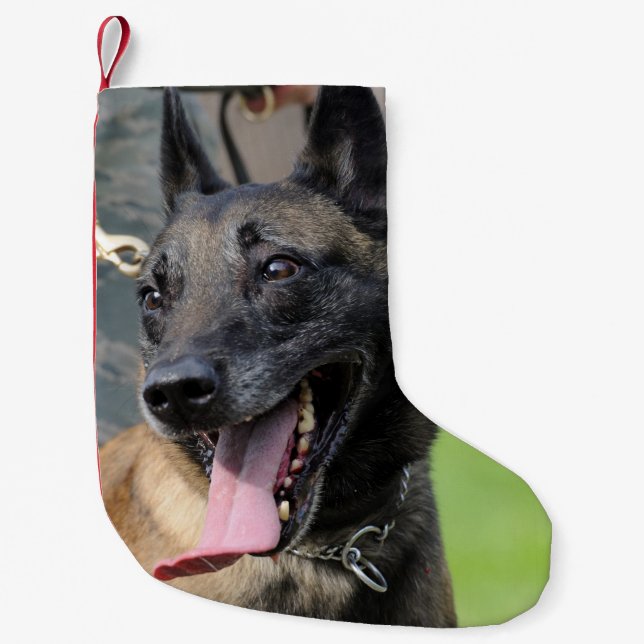Smiling Belgian Malinois Dog Small Christmas Stocking (Front)