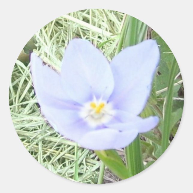 Smiling Blue Wildflower Stickers (Front)