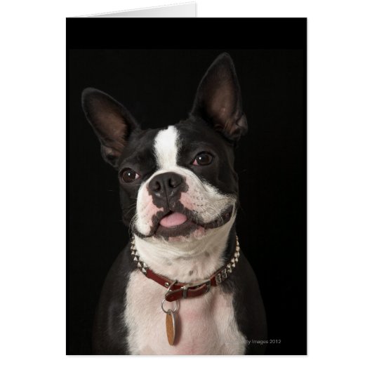 Smiling Boston Terrier Cards (Front)
