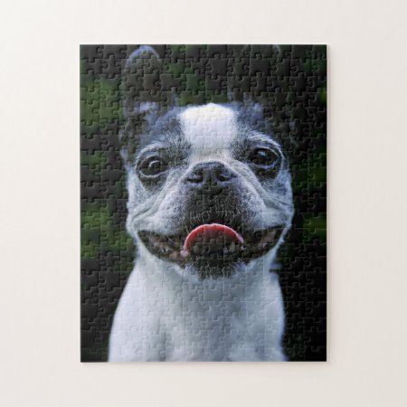 Smiling Boston Terrier Jigsaw Puzzle