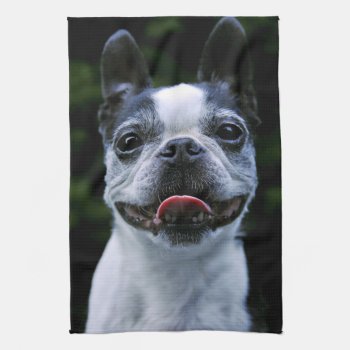 Smiling Boston Terrier Kitchen Towel by artinphotography at Zazzle