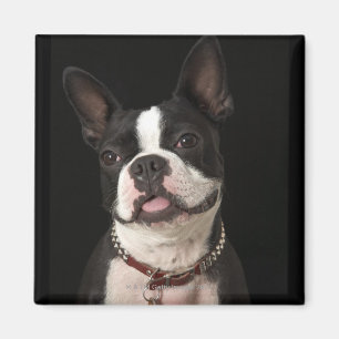 Smiling Boston terrier with collar Magnet