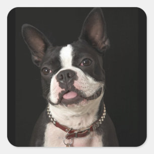 Smiling Boston terrier with collar Square Sticker