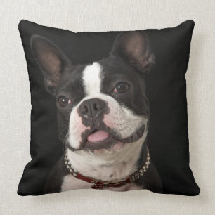 Smiling Boston terrier with collar Throw Pillow