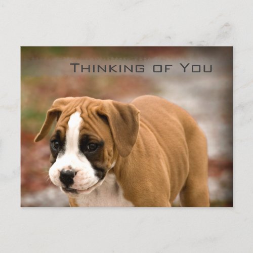 Smiling Boxer Dog Thinking Of You Greeting Card