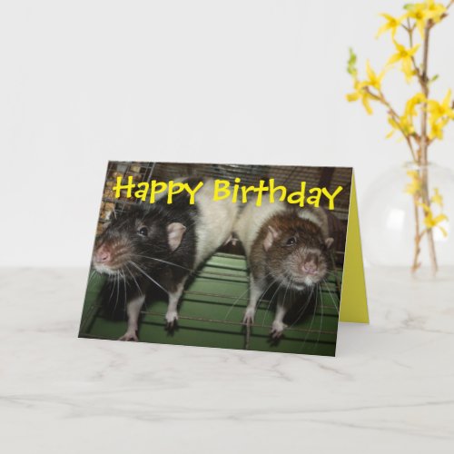 Smiling boy Dumbo rats birthday card