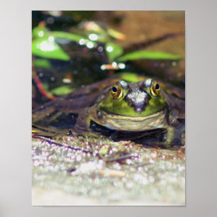 Smiling Bullfrog Animal Poster