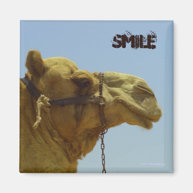 Smiling camel in profile  - camel in the desert magnet (Front)
