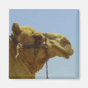 Smiling camel in profile magnet