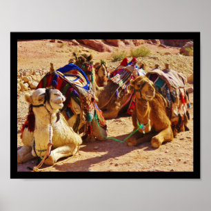 Smiling Camels Poster