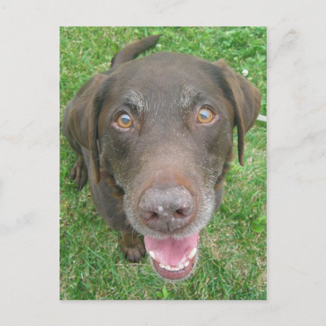 Smiling Chocolate Labrador Retriever Postcards (Front)