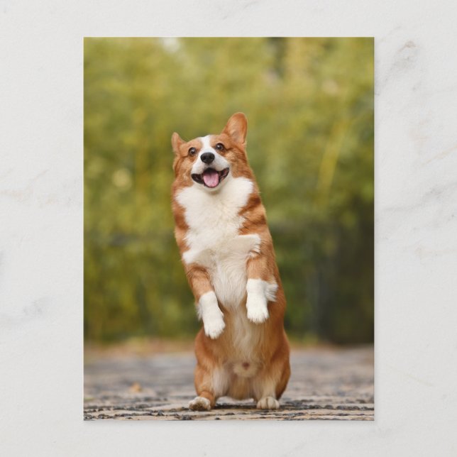 Smiling Corgi Photo Postcard (Front)