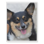 Smiling Corgi Temporary Tattoos