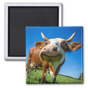 Smiling Cow Magnet