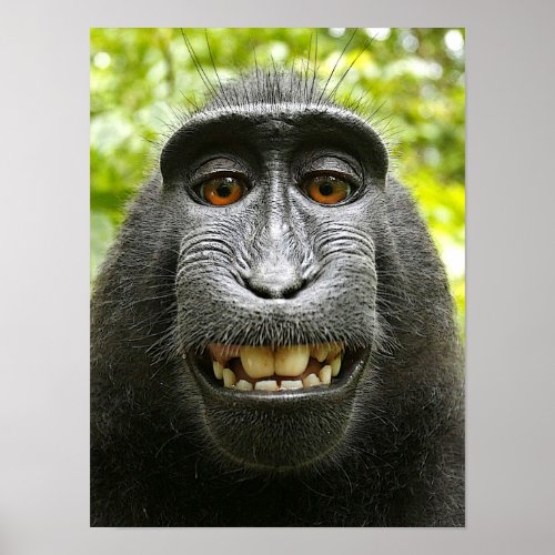 Smiling Crested Macaque Poster