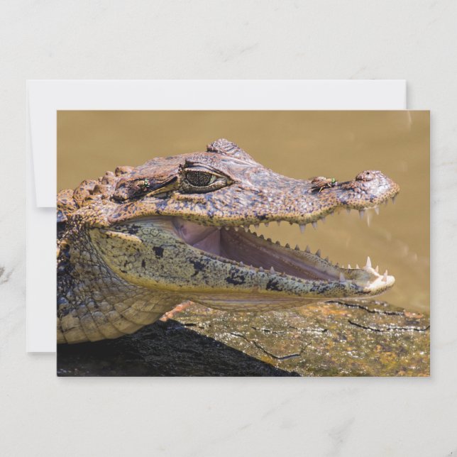 Smiling crocodile in Tortuguero - Costa Rica Invitation (Front)