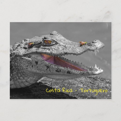 Smiling crocodile in Tortuguero _ Costa Rica Postcard