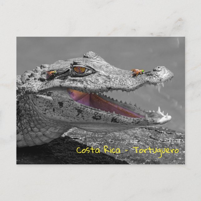 Smiling crocodile in Tortuguero - Costa Rica Postcard (Front)