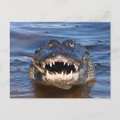 Smiling Crocodile Postcard