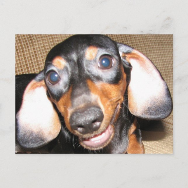 Smiling Dachshund Postcard (Front)