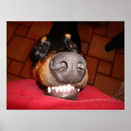 SMILING DOBERMAN POSTER