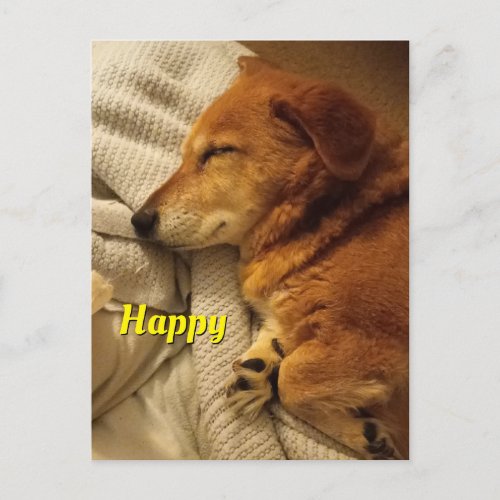 Smiling Dog Postcard