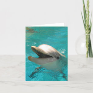Dolphin Picture Cards | Zazzle