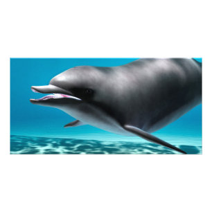 Smiling Dolphin Card
