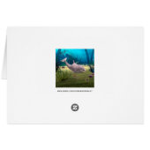 Smiling Dolphin Cards (Back Horizontal)