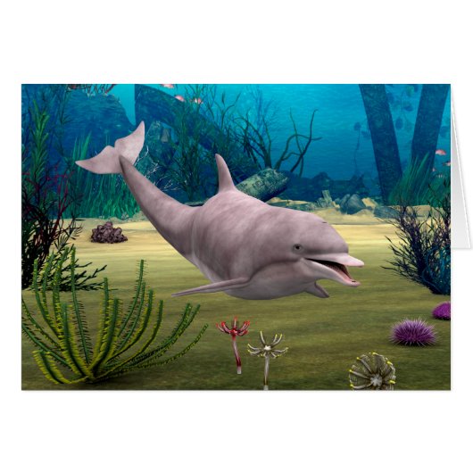 Smiling Dolphin Cards (Front Horizontal)