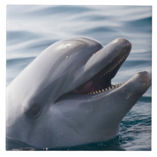 Smiling Dolphin Close‑Up Above Clear Blue Water Ceramic Tile