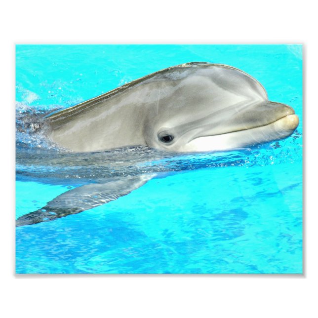 Smiling Dolphin Photo Print (Front)