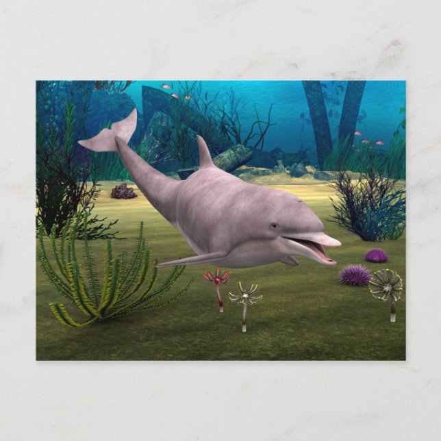 Smiling Dolphin Postcard (Front)