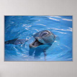 Smiling Dolphin Poster