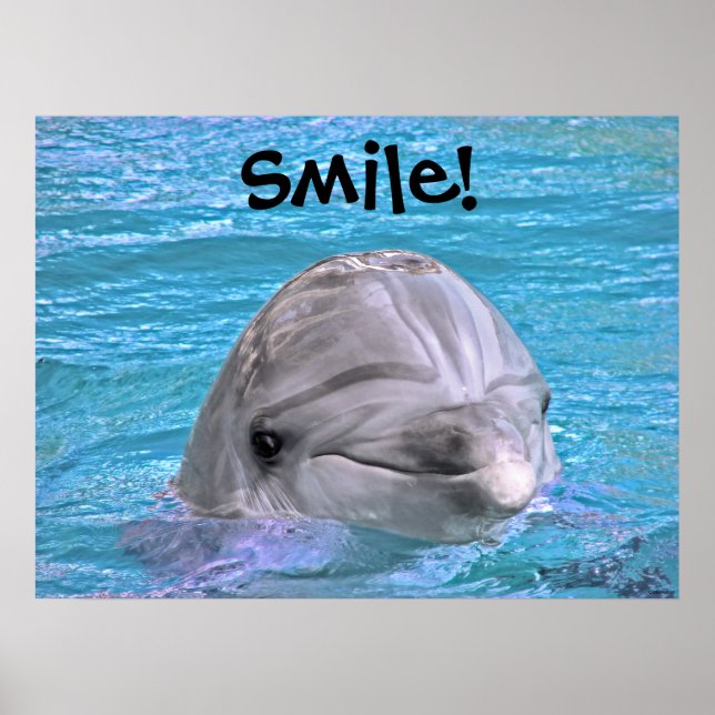 Smiling Dolphin - Smile! Poster (Front)