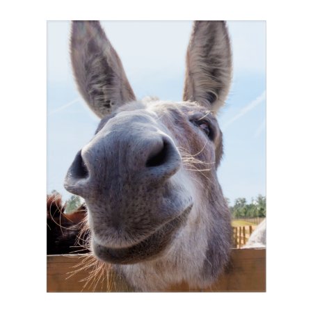 Smiling Donkey Acrylic Print