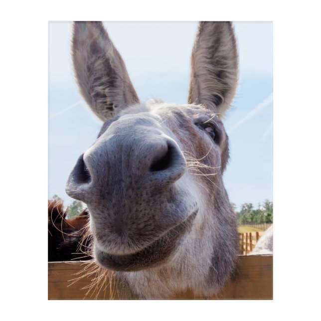 Smiling Donkey Acrylic Print (Front)