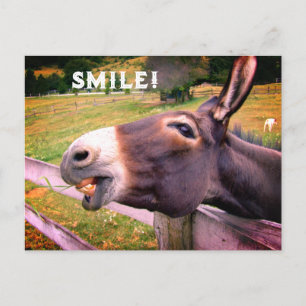 Smiling Donkey Custom Text Funny Photo Postcard