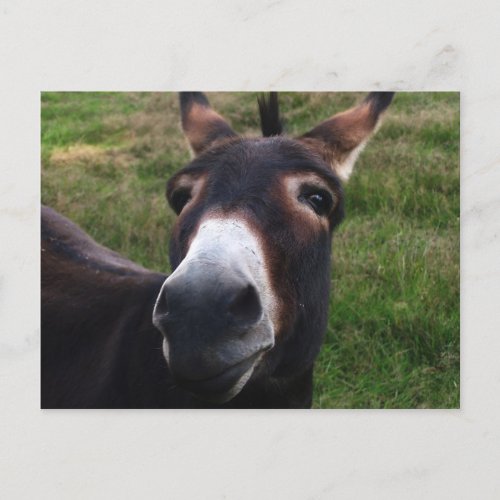 Smiling Donkey Postcard