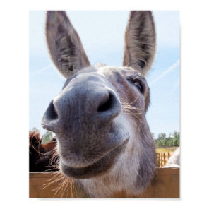 Smiling Donkey Poster