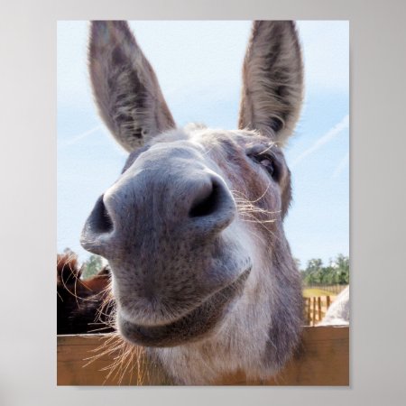 Smiling Donkey Poster