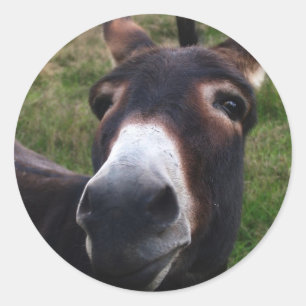 Smiling Donkey Sticker