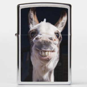 Smiling Donkey Zippo Lighter - Donkey Photography