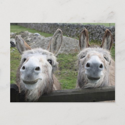 Smiling Donkeys Postcard