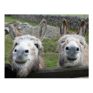 Donkey Postcards | Zazzle