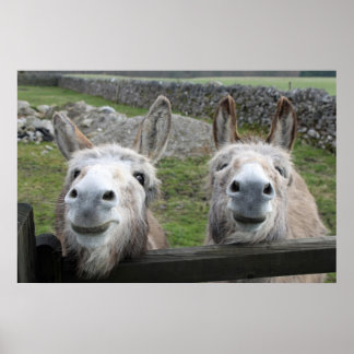 Smiling Donkeys Poster
