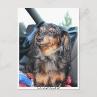 smiling doxie, The Traveling Dachshund, USA Postcard